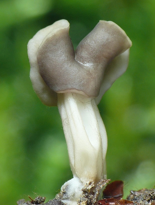 chriapač jamkatý Helvella lacunosa Afzel.