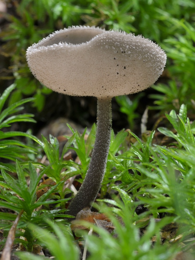 chriapač brvitý Helvella macropus (Pers.) P. Karst.