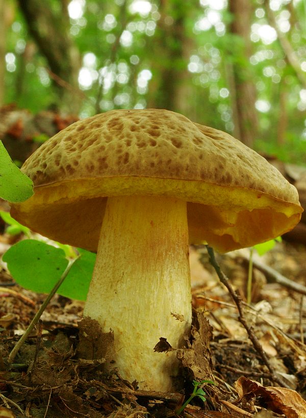 hríb jamkatý Hemileccinum depilatum (Redeuilh) Šutara