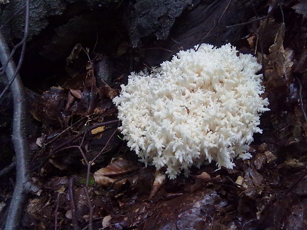 koralovec bukový Hericium coralloides (Scop.) Pers.