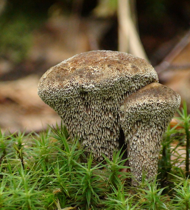 jelenkovka hrdzavohnedá Hydnellum ferrugineum (Fr.) P. Karst.