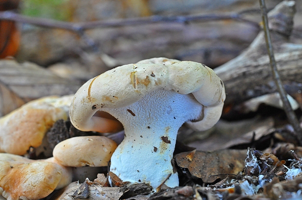 jelenka poprehýbaná Hydnum repandum L.