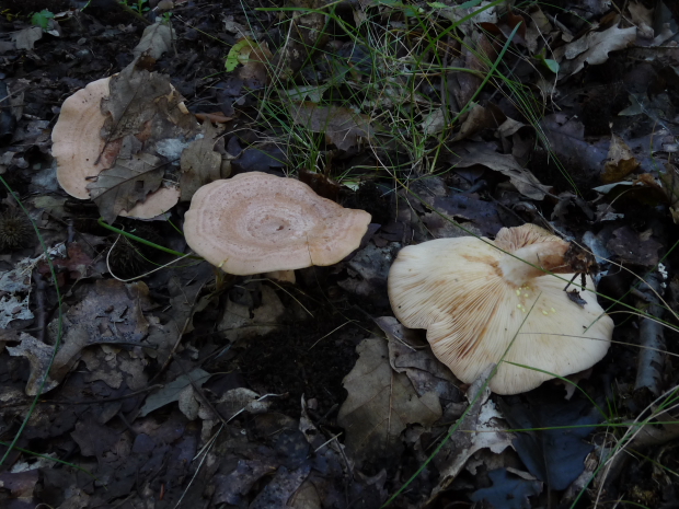 rýdzik Lactarius sp.