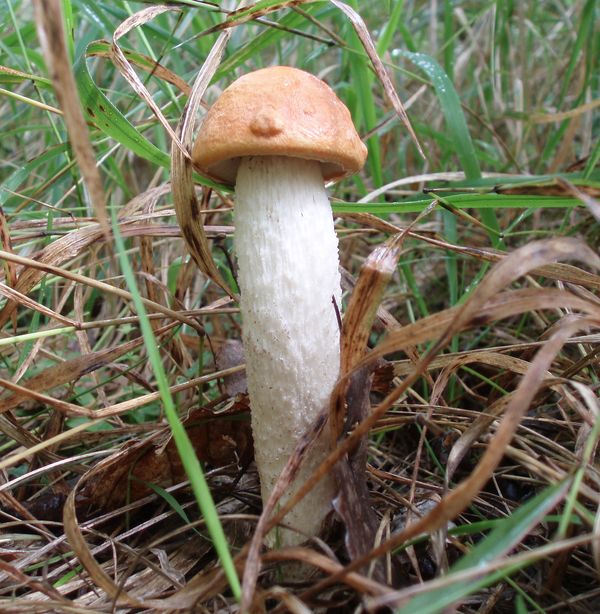 kozák osikový Leccinum albostipitatum den Bakker & Noordel.