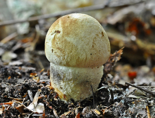 kozák brezový Leccinum scabrum (Bull.) Gray