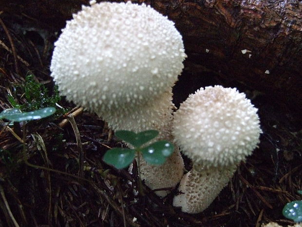 prášnica  Lycoperdon sp.