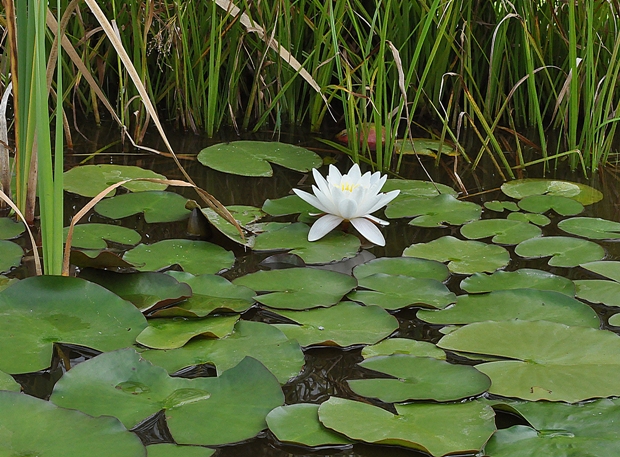 lekno biele Nymphaea alba L.