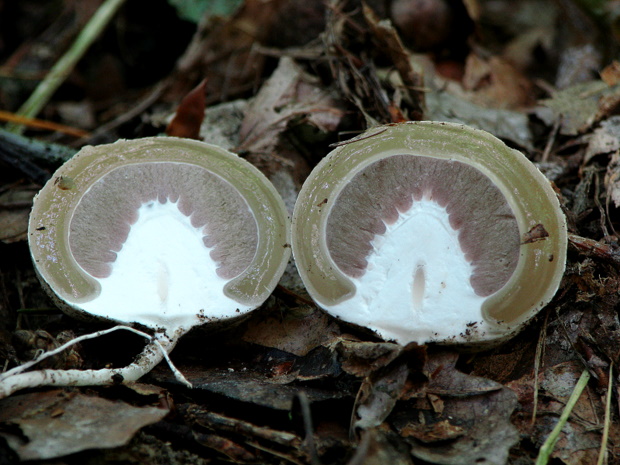 hadovka smradľavá Phallus impudicus L.