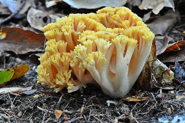 strapačka zlatožltá Ramaria aurea (Schaeff.) Quél.