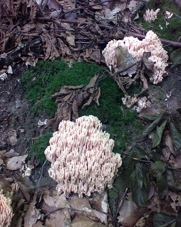 strapačka úhľadná Ramaria formosa (Pers.) Quél.