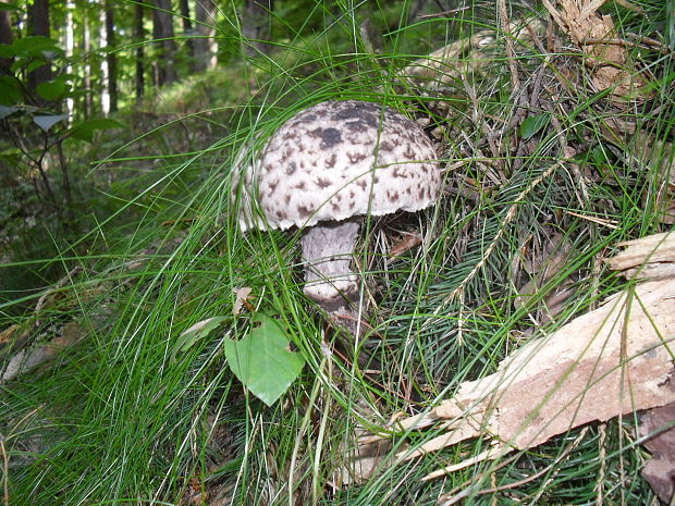 šiškovec šupinatý Strobilomyces strobilaceus (Scop.) Berk.