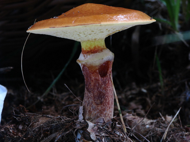 masliak smrekovcový Suillus grevillei (Klotzsch) Singer