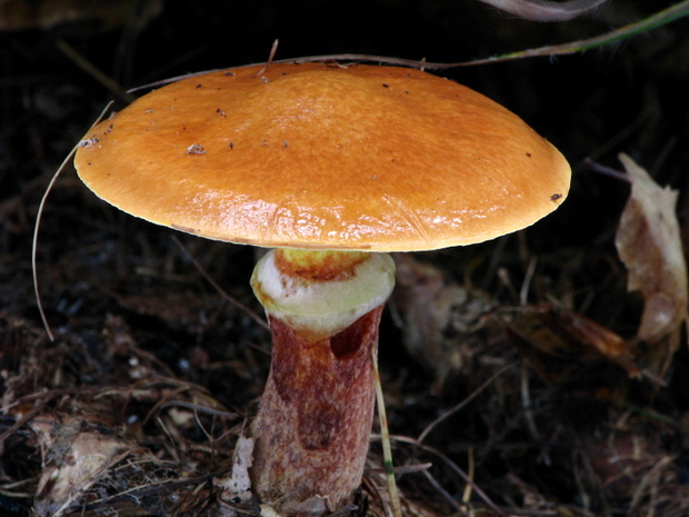 masliak smrekovcový Suillus grevillei (Klotzsch) Singer