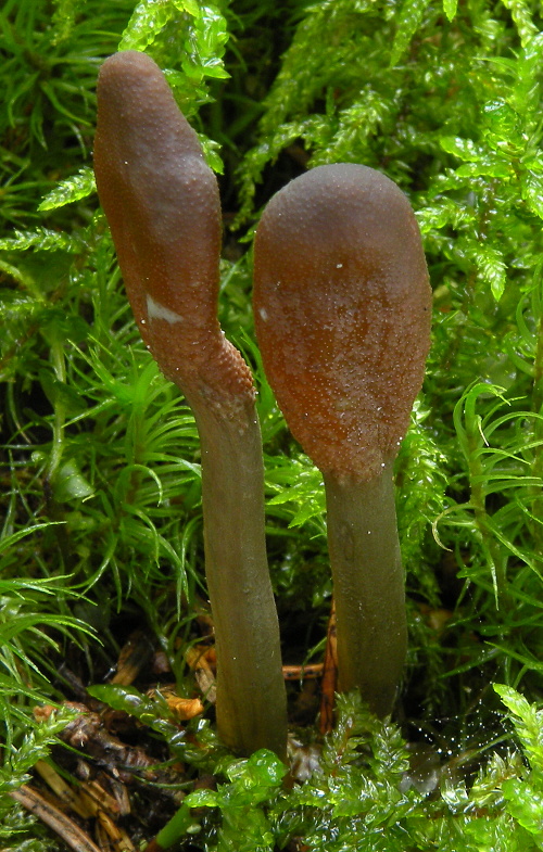 žezlovka srnková Tolypocladium ophioglossoides (J.F. Gmel.) Quandt, Kepler & Spatafora