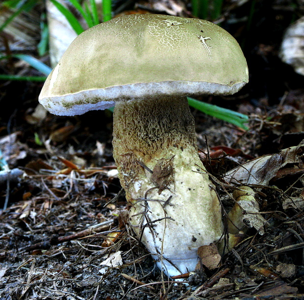 podhríb žlčový Tylopilus felleus (Bull.) P. Karst.