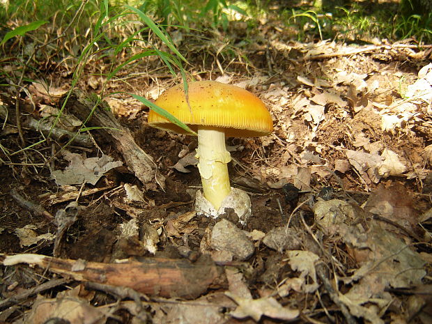 muchotrávka cisárska Amanita caesarea (Scop.) Pers.