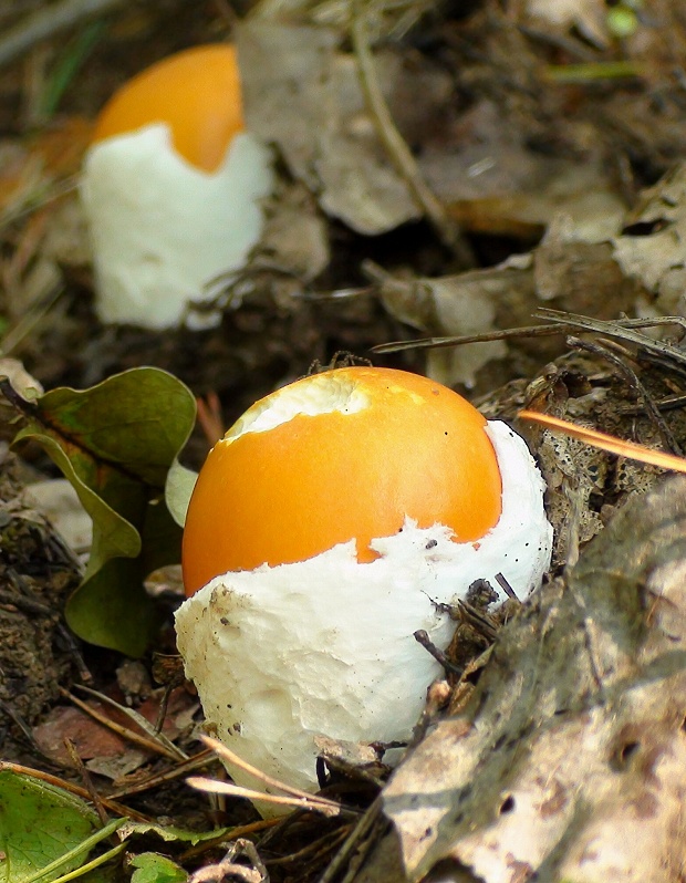 muchotrávka cisárska Amanita caesarea (Scop.) Pers.