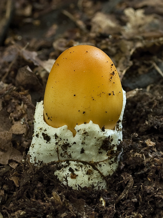 muchotrávka oranžová Amanita crocea (Quél.) Singer