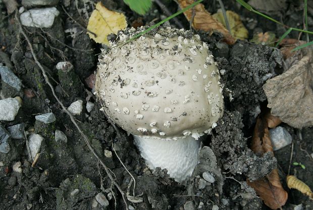 muchotrávka ostnatá Amanita echinocephala (Vittad.) Quél.