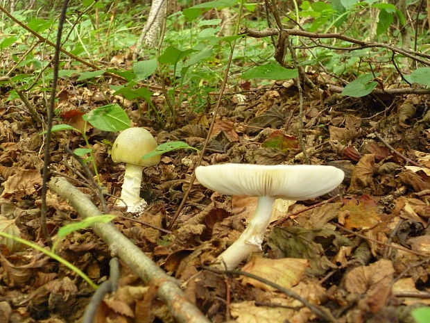 muchotrávka zelená Amanita phalloides (Vaill. ex Fr.) Link