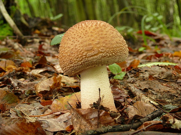 muchotrávka červenkastá Amanita rubescens Pers.