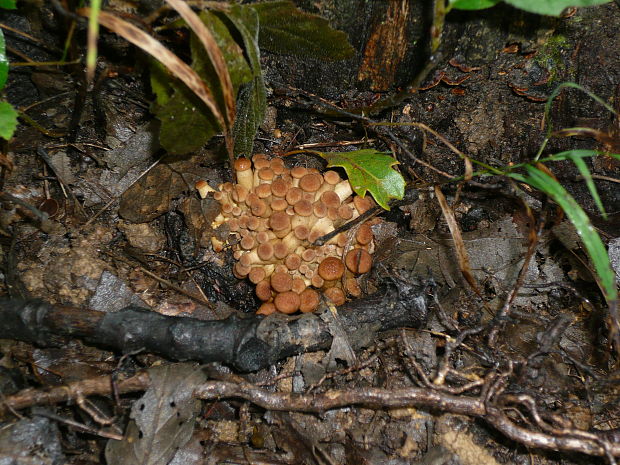 podpňovka obyčajná Armillaria mellea (Vahl) P. Kumm.