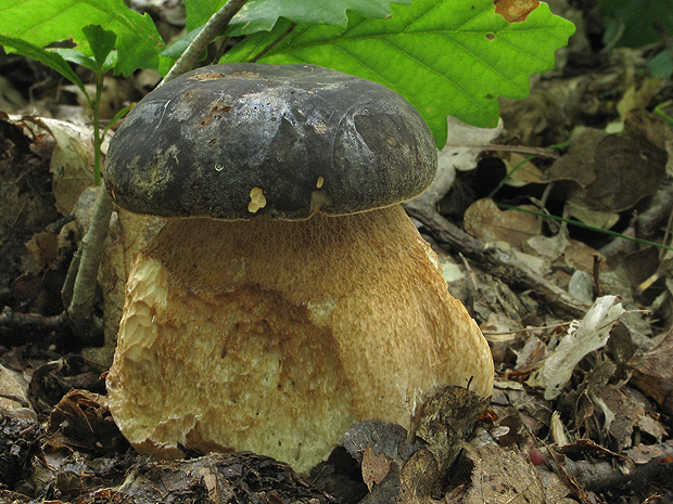 hríb bronzový Boletus aereus Bull. ex Fr.