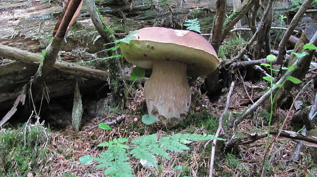 hríb smrekový Boletus edulis Bull.