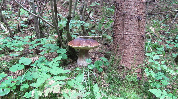 hríb smrekový Boletus edulis Bull.