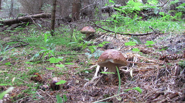 hríb smrekový Boletus edulis Bull.