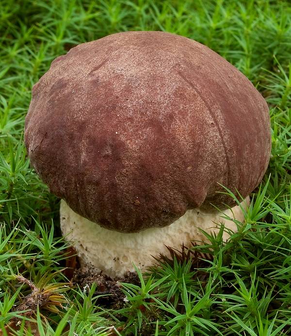 hríb sosnový Boletus pinophilus Pil. et Dermek in Pil.