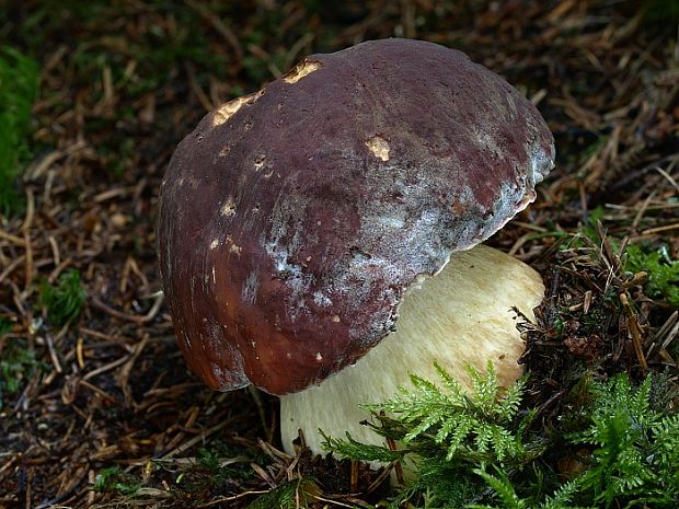 hríb sosnový Boletus pinophilus Pil. et Dermek in Pil.