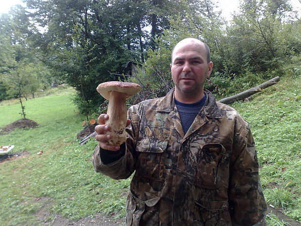 hríb dubový Boletus reticulatus Schaeff.