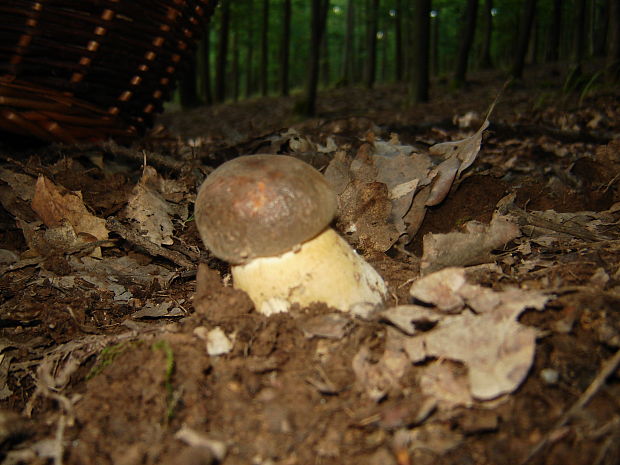 hríb dubový Boletus reticulatus Schaeff.