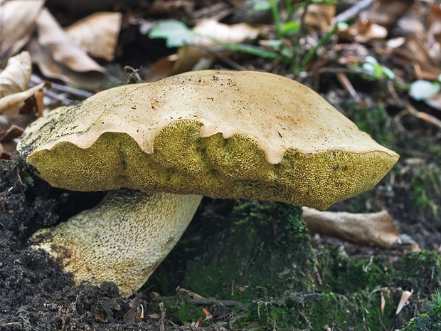 hríb príveskatý ? Butyriboletus appendiculatus (Schaeff. ex Fr.) Secr.