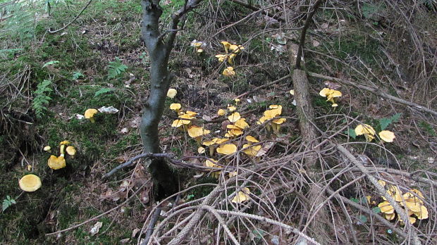 kuriatko jedlé Cantharellus cibarius Fr.