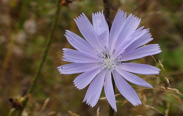 čakanka obyčajná Cichorium intybus L.