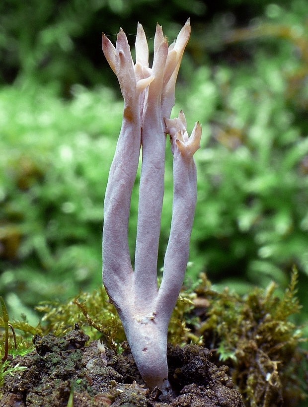 konárovka hrebenitá Clavulina coralloides (L.) J. Schröt.