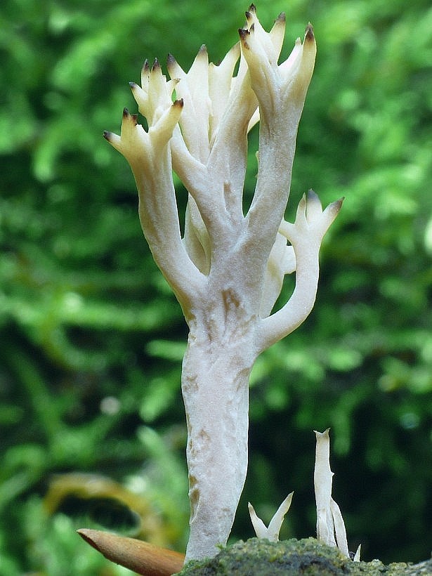 konárovka hrebenitá Clavulina coralloides (L.) J. Schröt.