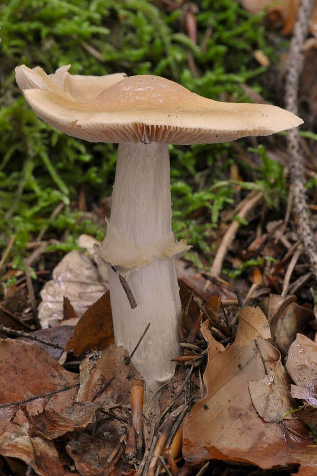 pavučinovec inovaťový Cortinarius caperatus (Pers.) Fr.