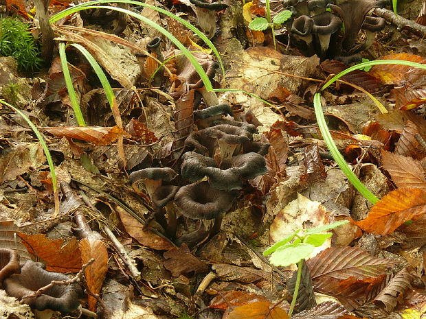 lievik trúbkovitý Craterellus cornucopioides (L.) Pers.