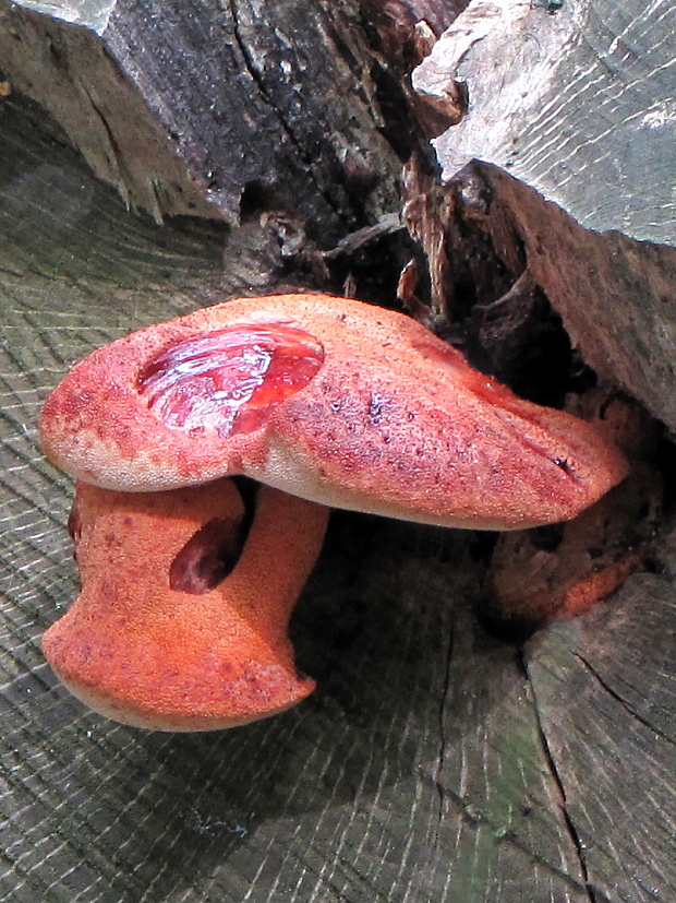 pečeňovec dubový Fistulina hepatica (Schaeff.) With.