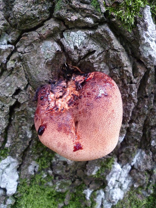 pečeňovec dubový Fistulina hepatica (Schaeff.) With.