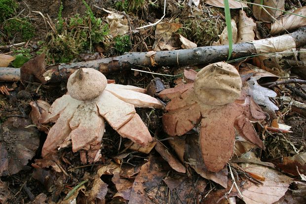 hviezdovka červenkastá Geastrum rufescens Pers.