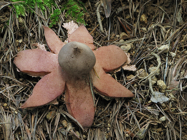 hviezdovka červenkastá Geastrum rufescens Pers.