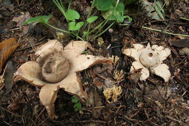 hviezdovka trojitá Geastrum triplex Jungh.