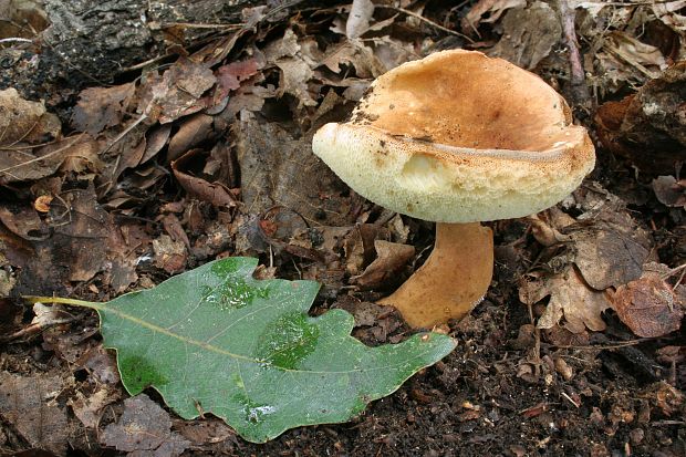 hríbnik gaštanovohnedý Gyroporus castaneus (Bull.) Quél.