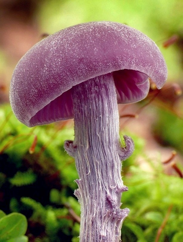 lakovka ametystová Laccaria amethystina (Huds.) Cooke