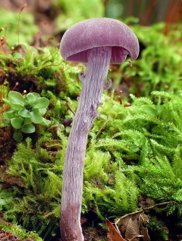 lakovka ametystová Laccaria amethystina (Huds.) Cooke