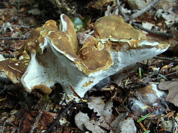 krásnopórovec zelenohnedý Laeticutis cristata (Schaeff.) Audet